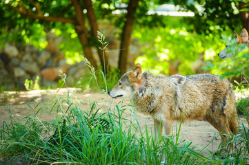 Fototapeta premium Grey Wolf (Canis lupus) Portrait