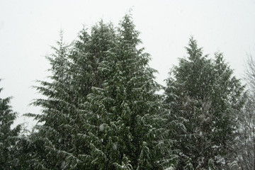 Snow in Cedars