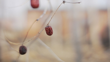 red jujubes on a branch