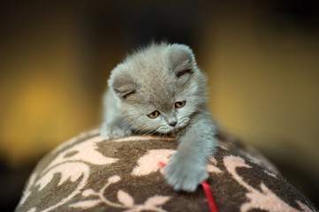 Naklejka na ściany i meble Cute little kitten