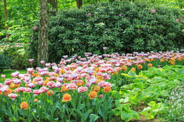 beautiful flowering tulips in front of a green rododendron in the keukenhof gardens in holland in springtime