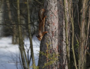 squirrel in the forest