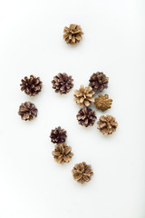Pine cones on the white ground