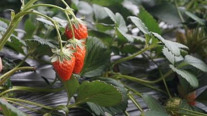 Three strawberries
