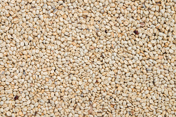 Process before being a coffee product to Coffee beans under sun to dry on background