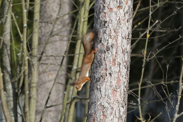 on the tree