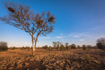Single Tree, The Bush, South Africa