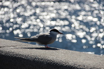 Санкт-Петербург.  St. Petersburg