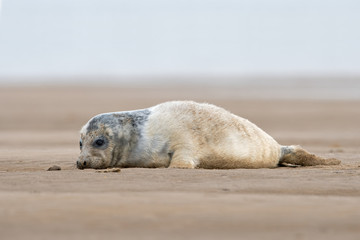 Fototapeta premium Atlantic Grey Seal Pup (Halichoerus grypus)