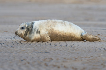 Naklejka premium Atlantic Grey Seal Pup (Halichoerus grypus)