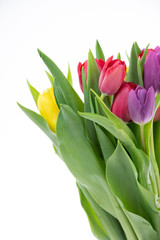 Tulip Flowers 
