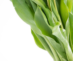 Obraz premium Kwiaty tulipanów