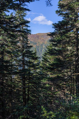 View of the trail to Mt. Roberts Trailhead from Juneau, Alaska. 