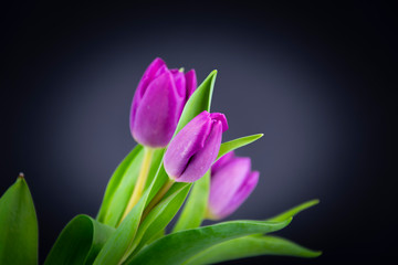 Tulip Flowers 