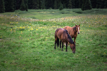 Horse Pair on Shire