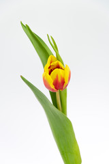 Tulip Flowers 