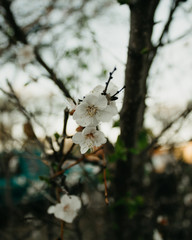 blooming apple tree in spring