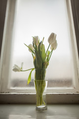 Beautiful bouquet of white tulips in a glass vase next to the window. White tulips in the interior house.Selective soft focus