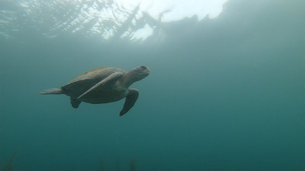 sea turtle viewed from below