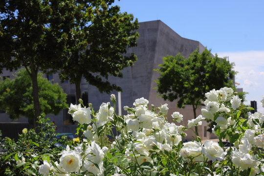 Wei&szlig;e Rosen von Freiburg