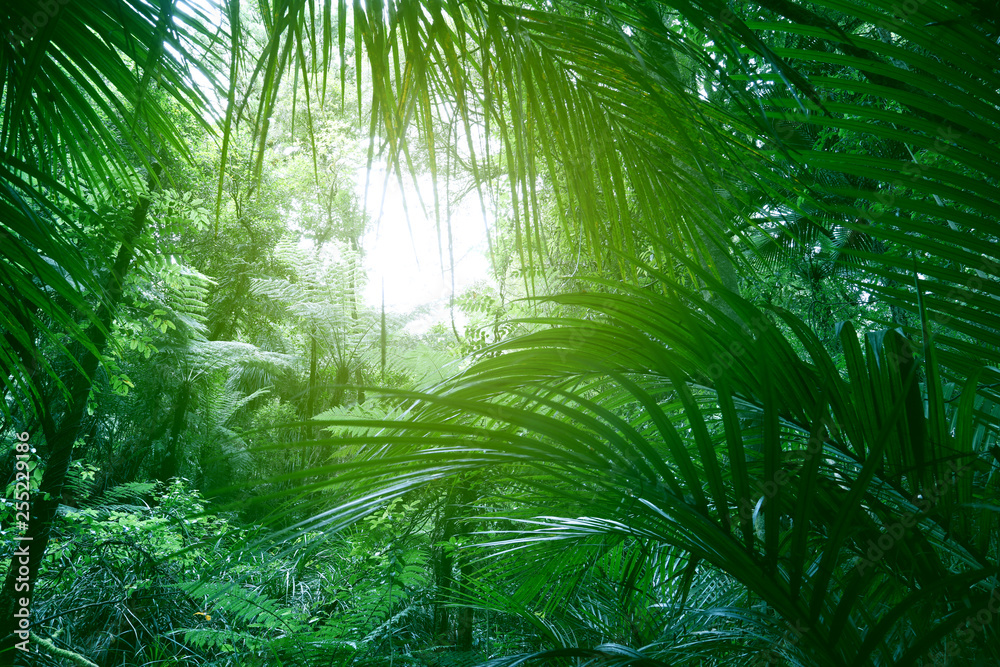 Canvas Prints canopy of jungle