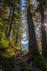 Obraz premium View of the trail to Mt. Roberts Trailhead from Juneau, Alaska. 