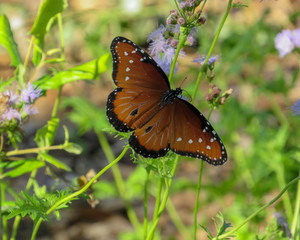 A small and beautiful butterfly 