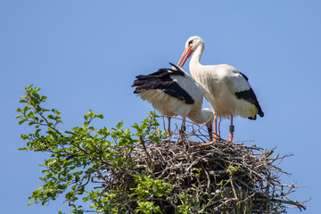 Wei&szlig;storchenpaar 5