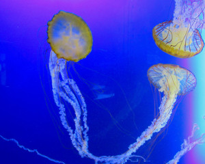 A trio of jellies looking elegant
