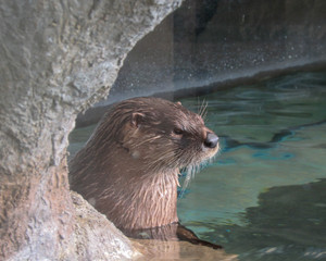 An Otter pondering the meaning of life