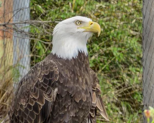 Foto op Plexiglas Bald Eagle looking majestic © Stephen