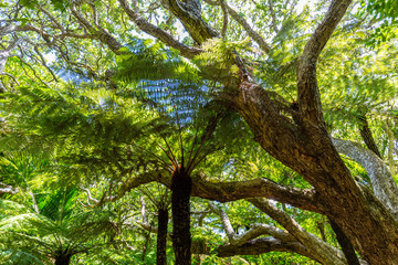 Fototapeta premium Forest ferns cover the rainforest on a Hiking Track, New Zealand