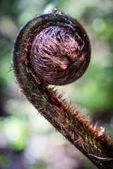 fiddle head fern isolated on unsharp background, New Zealand