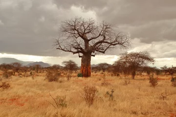 Fototapete Rund Baobab in der kenianischen Savanne © tourpics_net