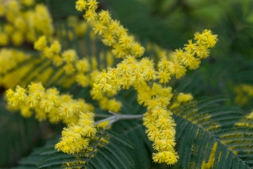 Obraz premium Yellow acacia mimosa flowers