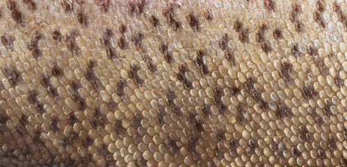 A detailed image of the skin of rainbow trout with pink, seebristy and brown scales. Macro shooting texture
