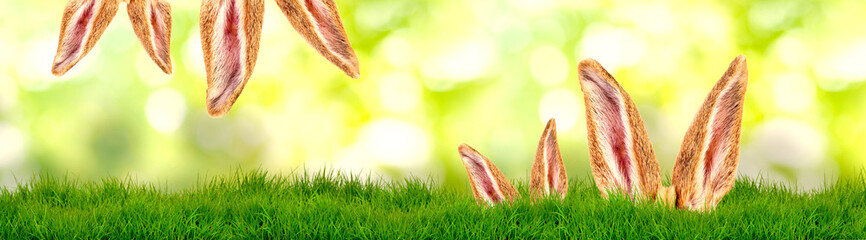 hasenohren in der natur banner