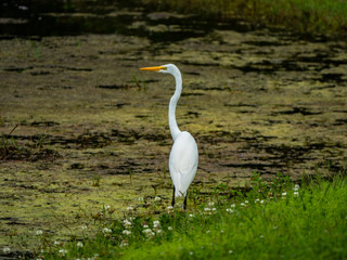 Great Egret in Retention Pond