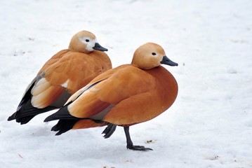 two ducks in the snow