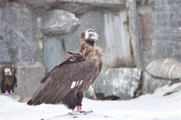 Vulture in the snow