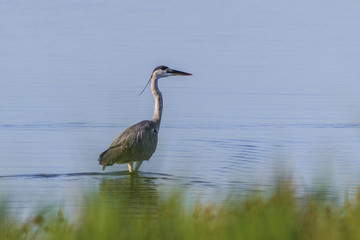 grey heron