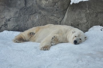 Sleeping polar bear