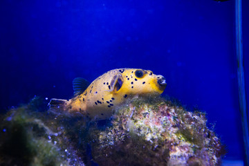 Wonderful and beautiful underwater world with corals and tropical fish.