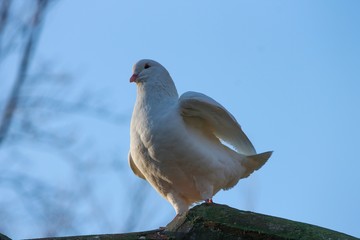 weisse Taube auf dem Dach
