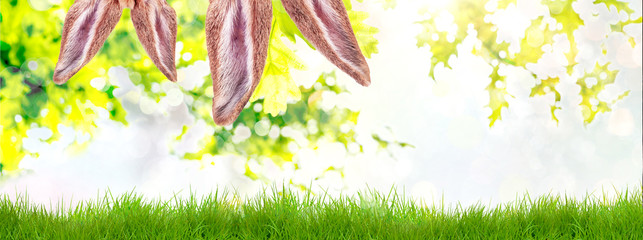 easter rabbit ear in nature 