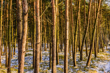 Fototapeta premium Hel Peninsula (Poland) in wintertime. Row of trees.