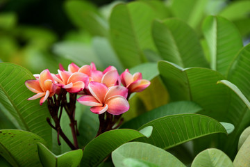 Beautiful flowers in the garden Blooming in the summer.Landscaped Formal Garden.	