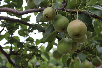 pears hang on a branch