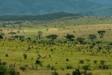 Fototapeta na wymiar Savannah grassland against a mountain landscape, Taita Hills Wildlife Sanctuary, Kenya