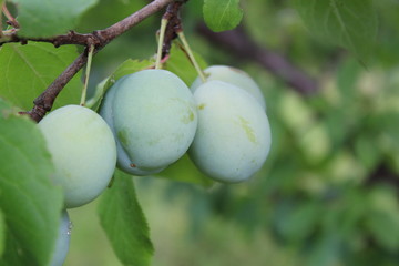 green plums on the branch are unripe